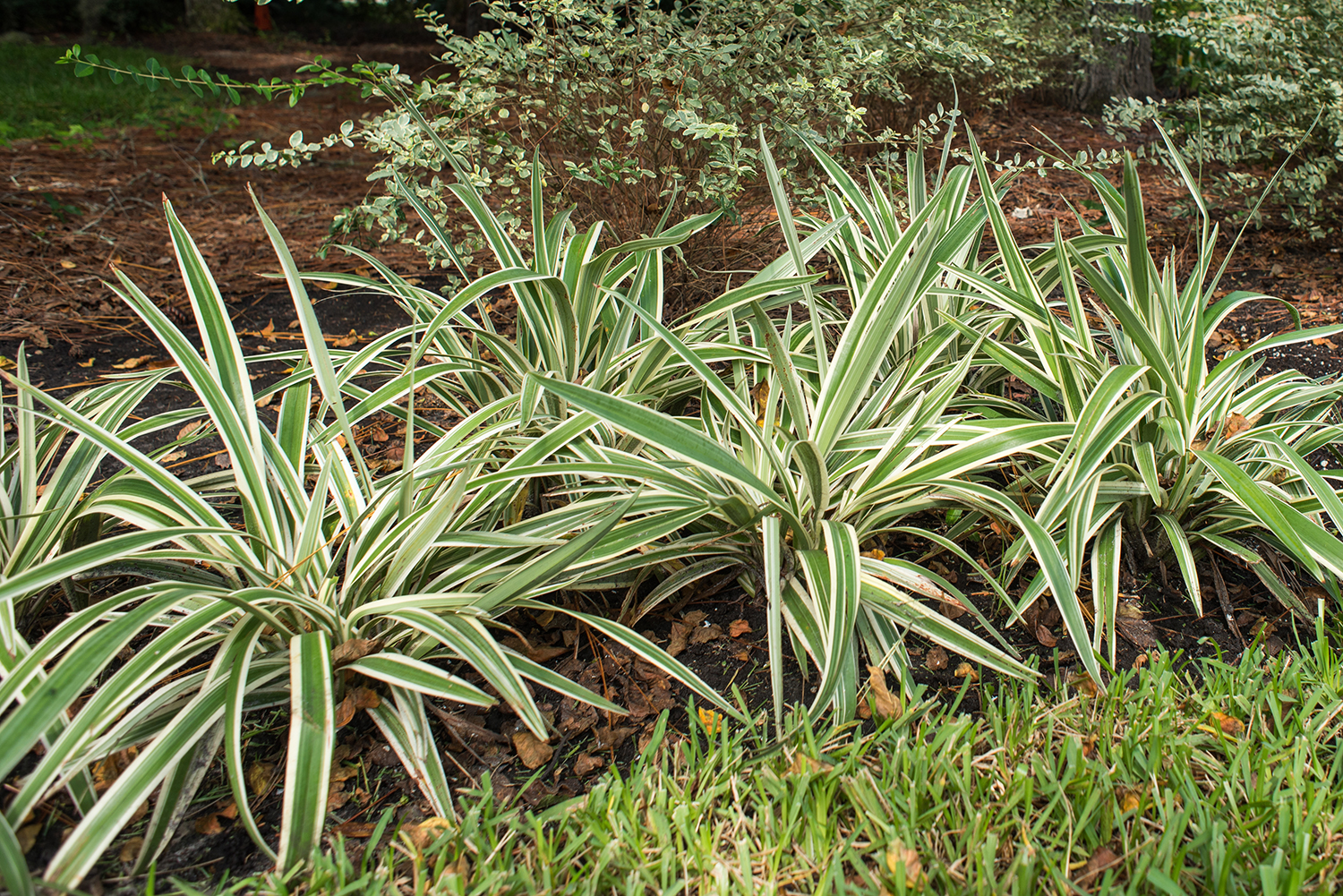 The Art and Benefit of Xeriscaping in Florida