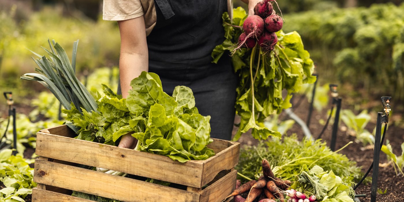 Floridian Fall Gardening: The Dos and Don’ts