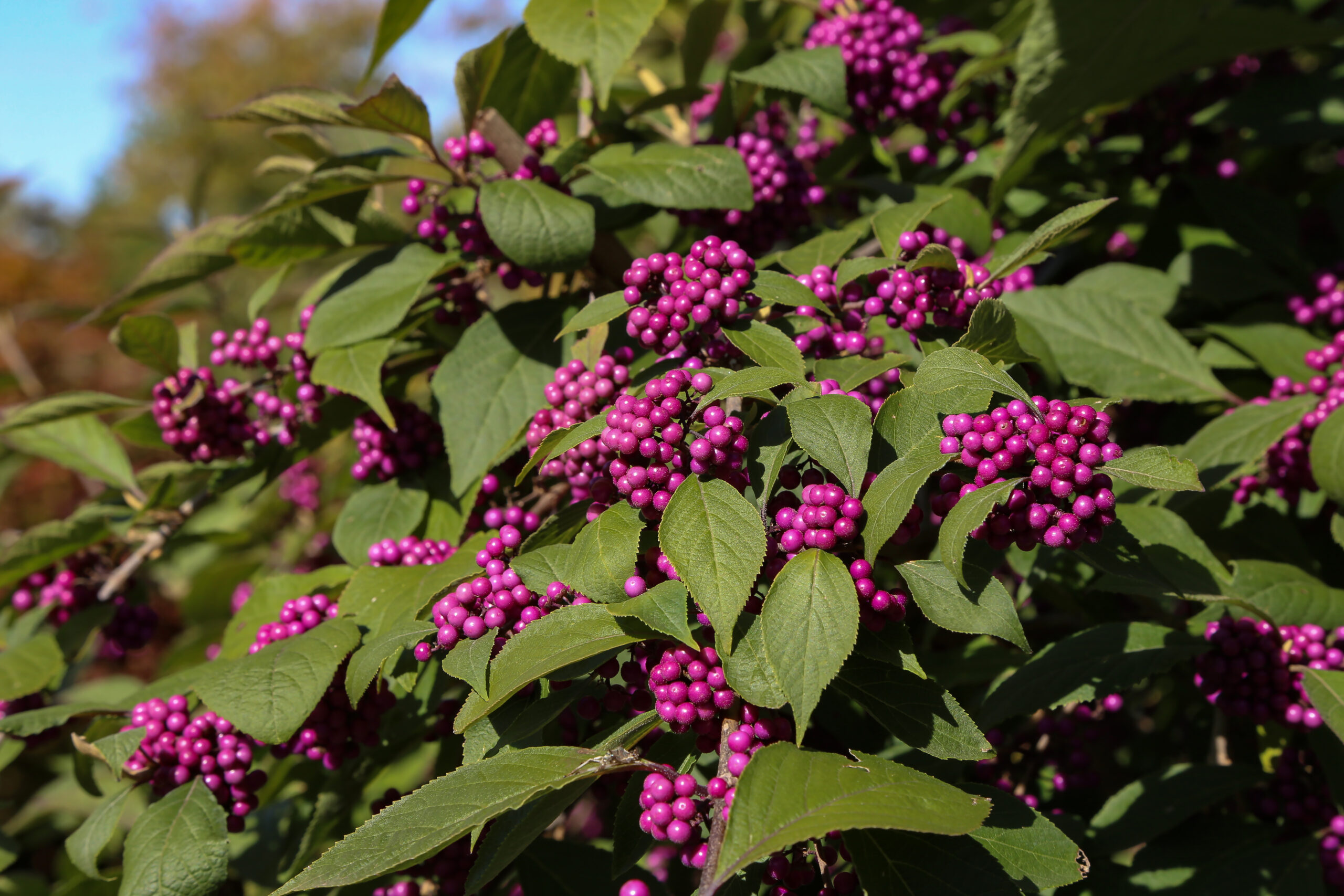 The Benefits of Native Plants in Landscaping