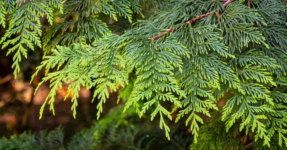 Sustainable Holiday Lawn Trends