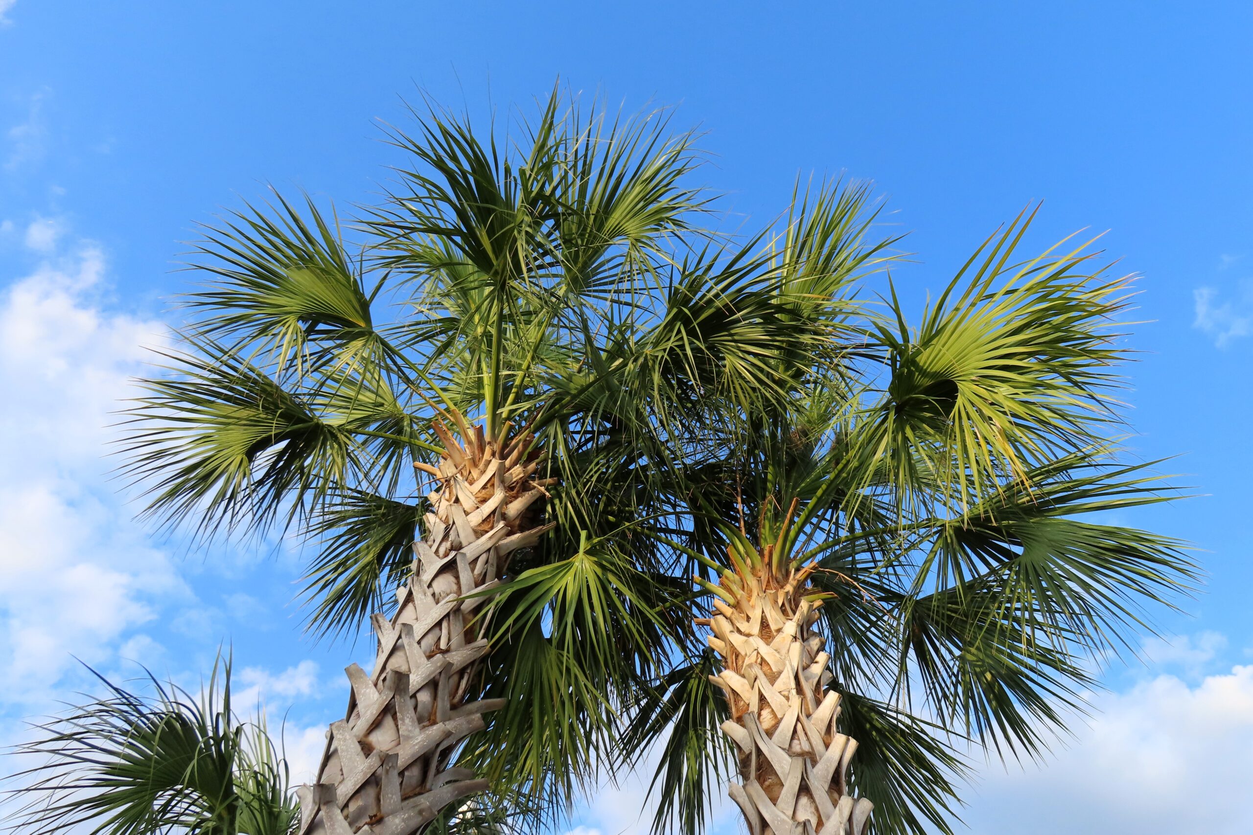 How to Care for Your Palm Trees as a Commercial Property Owner