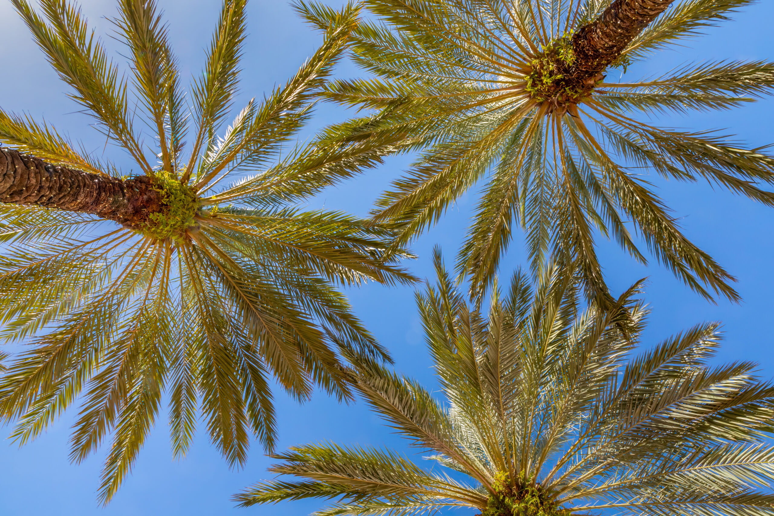 Landscaping Under the Palm: Planting Tips for Shaded Yards