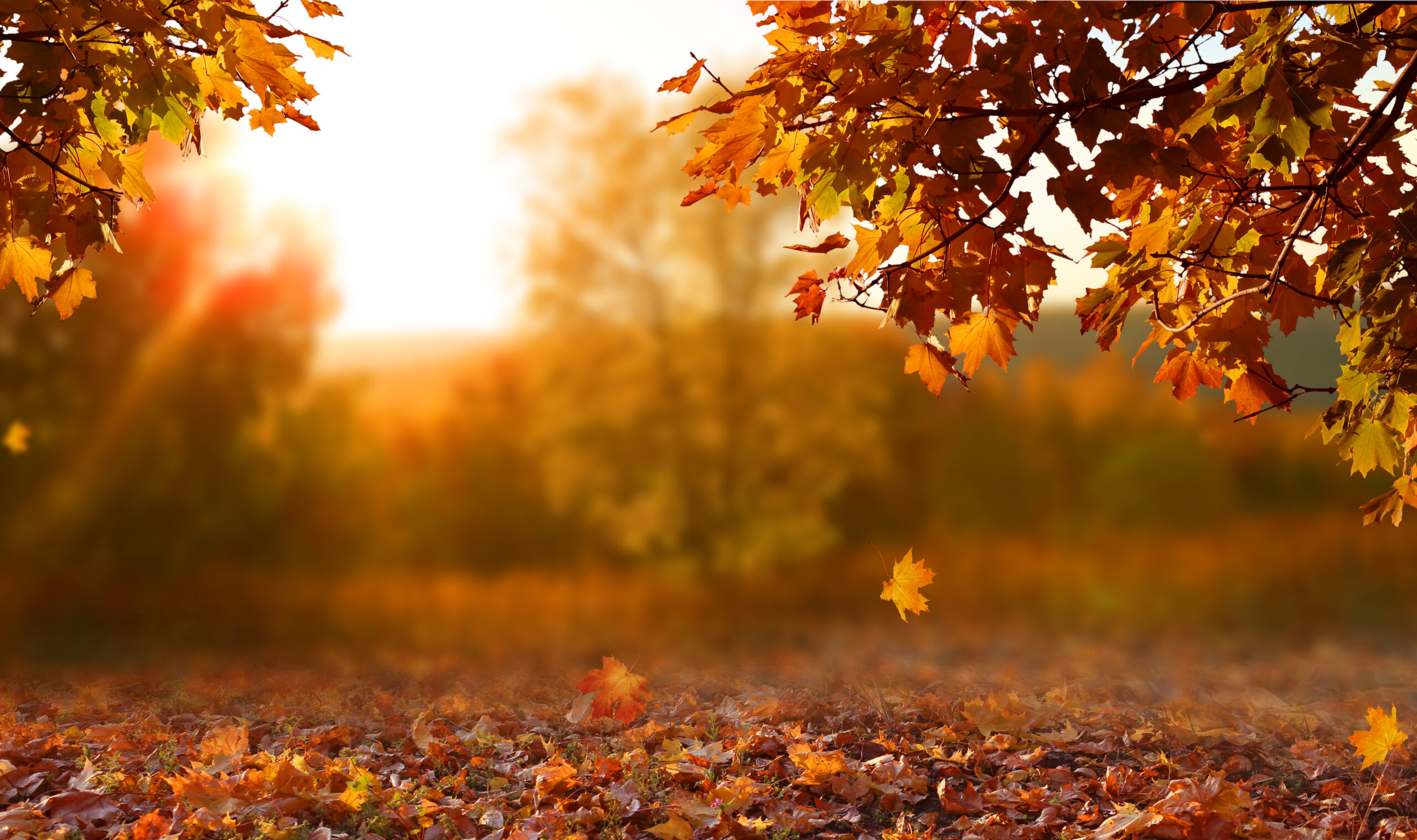 Fall Landscaping Updates to Get Done Before Thanksgiving