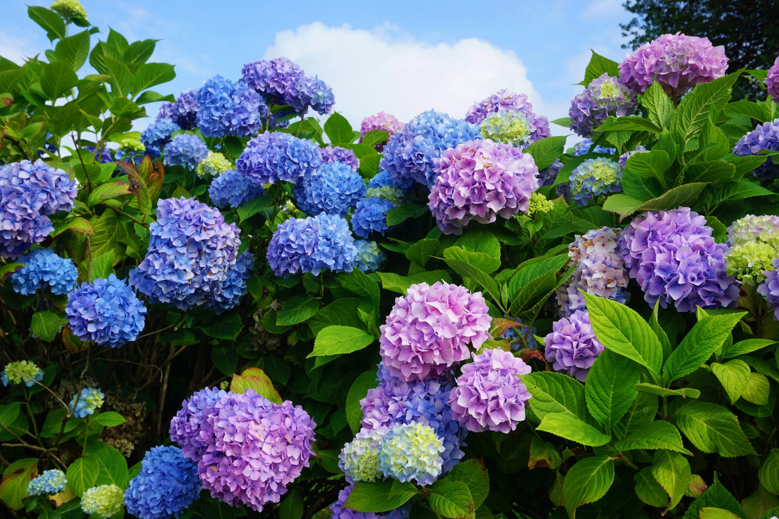 Part 1: Top Florida Landscaping Mistakes
