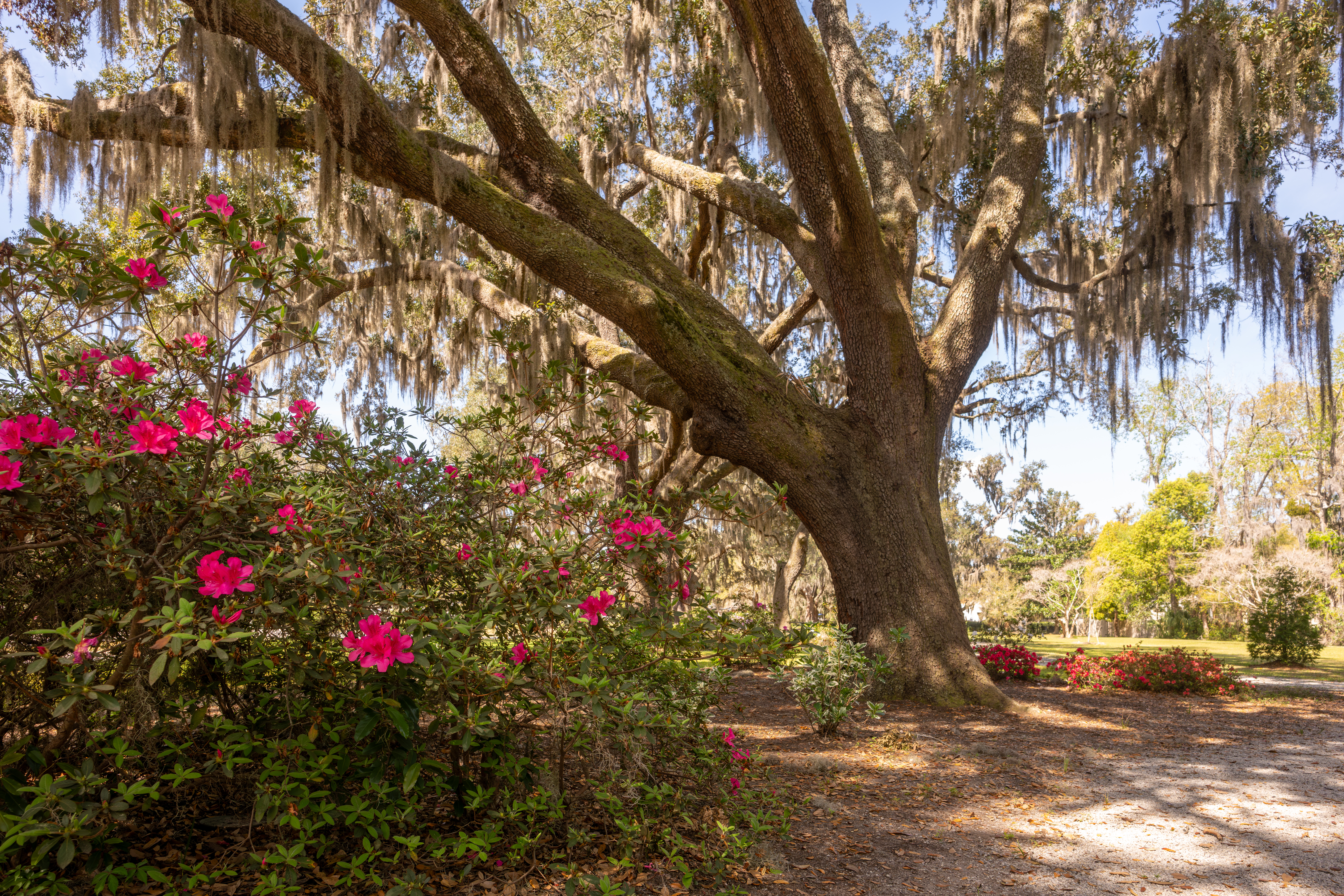 March Tips for North Florida Gardening