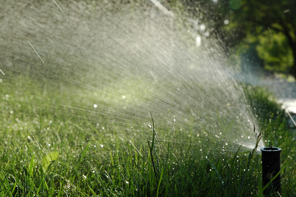Healthy, well-irrigated commercial landscape plantings in summer