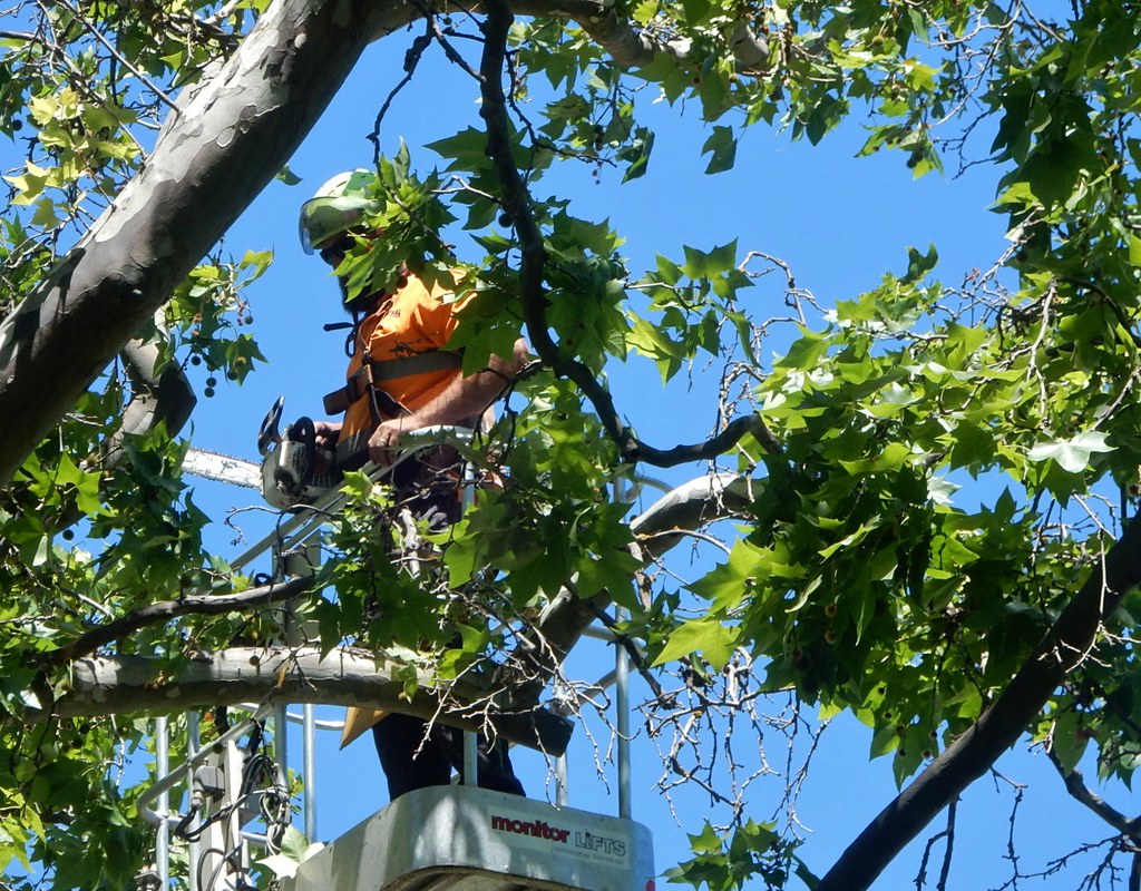 Crew thinning the canopy of large oak trees on a commercial property