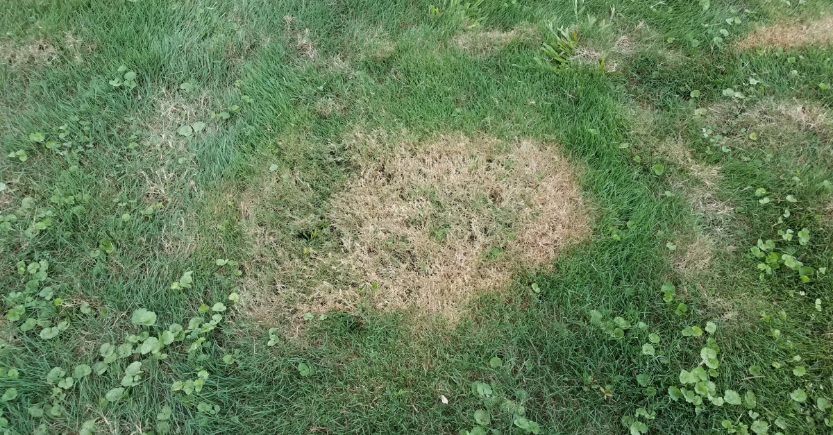 Brown Patch Season: What Fall Weather Means for North Florida Lawns