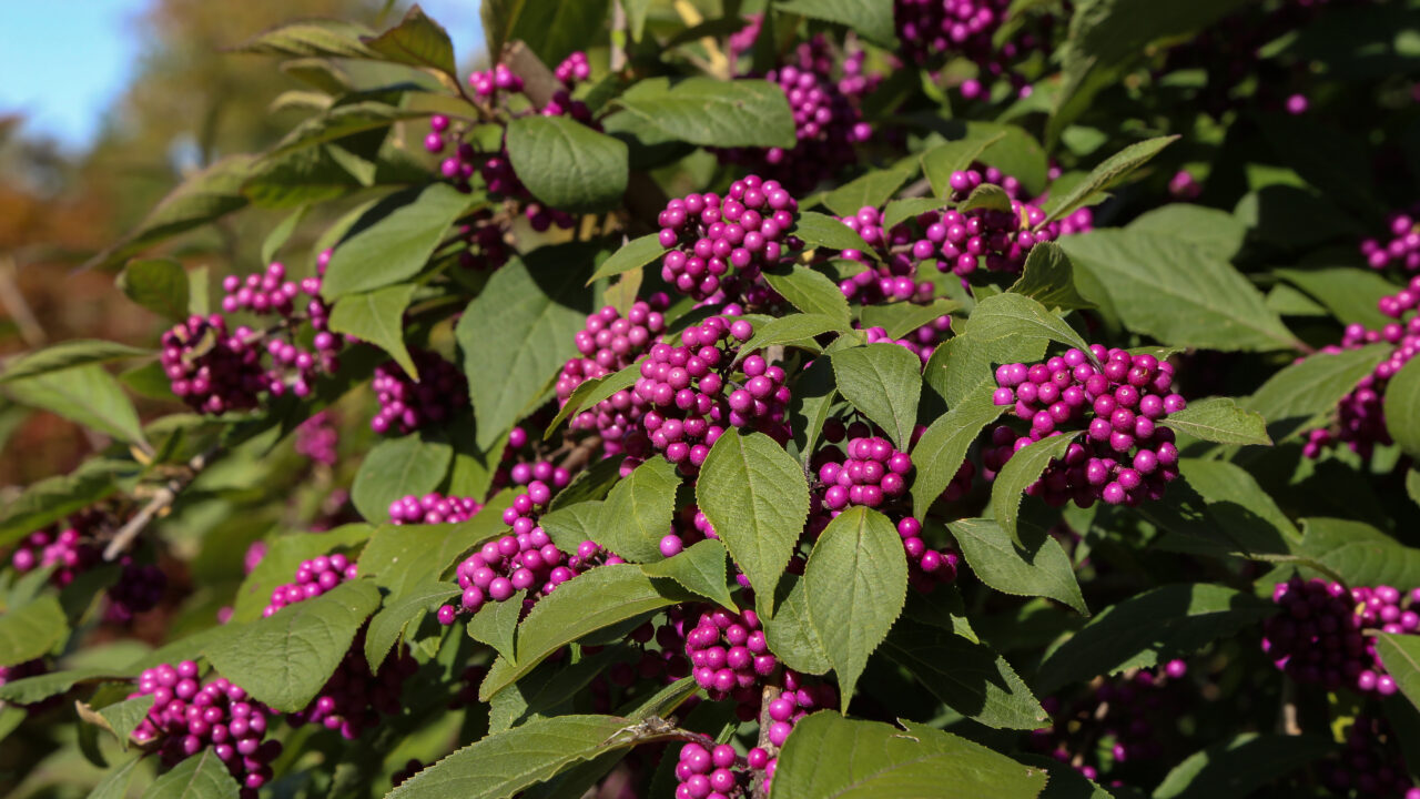 The Benefits of Native Plants in Landscaping