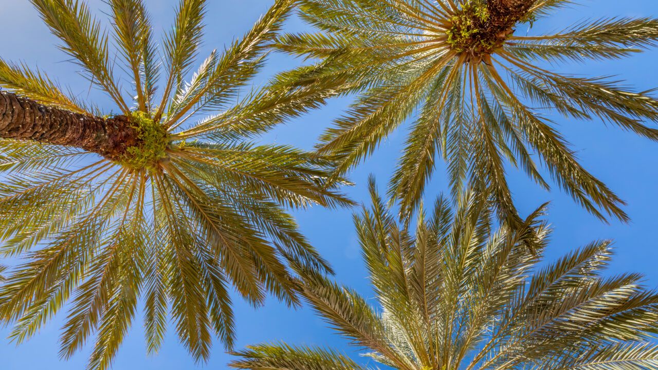 Landscaping Under the Palm: Planting Tips for Shaded Yards