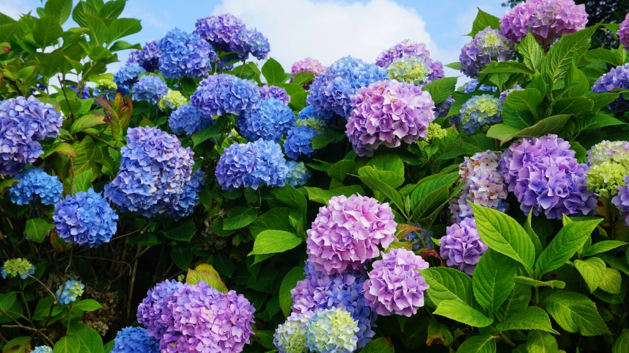 Part 1: Top Florida Landscaping Mistakes