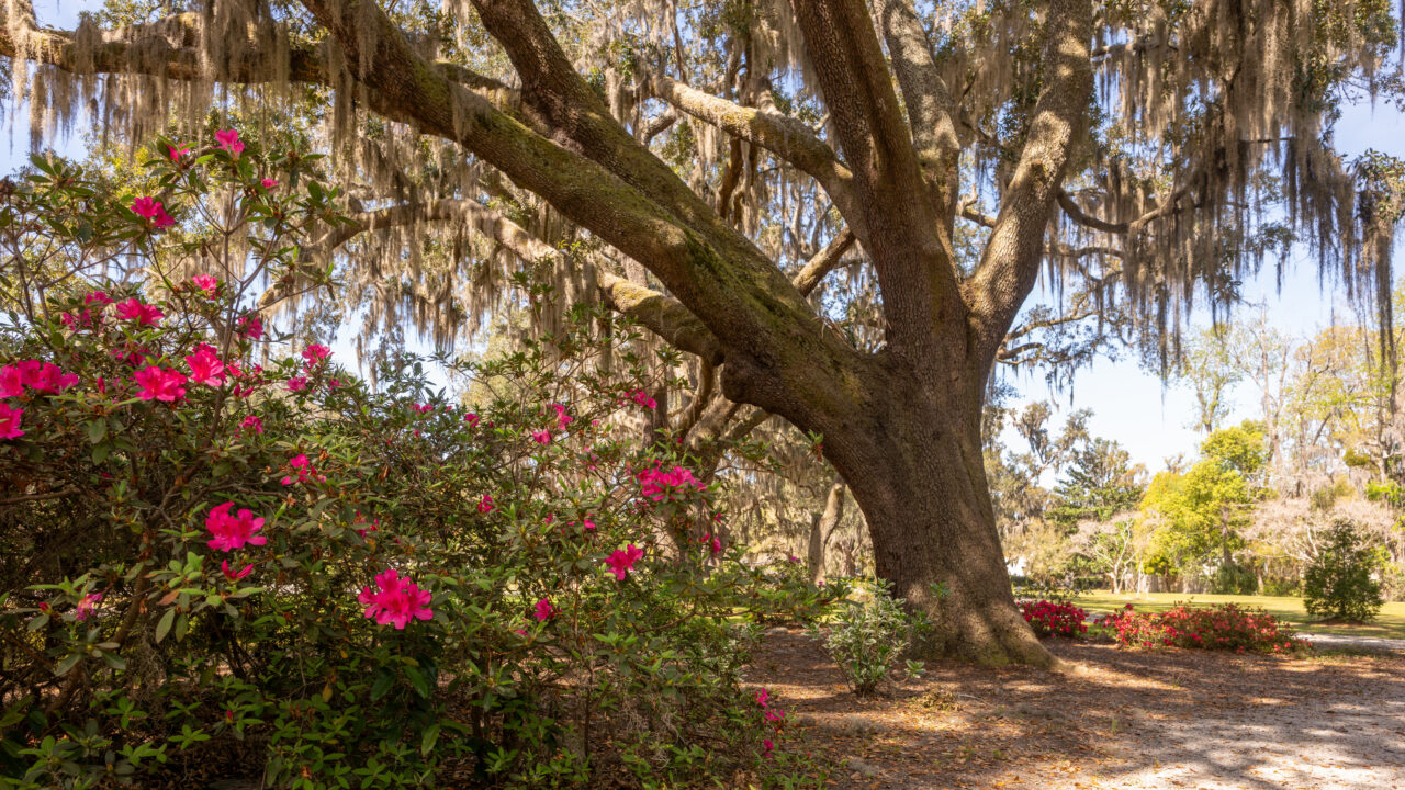 March Tips for North Florida Gardening